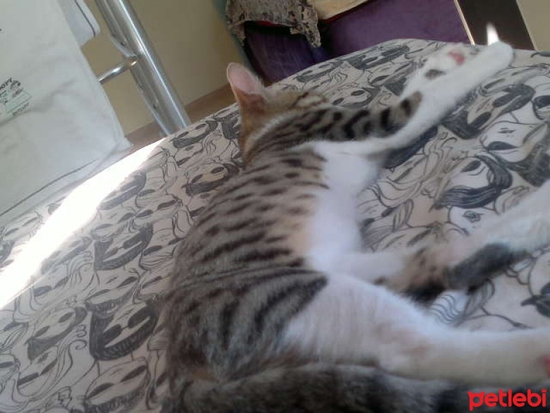 Tekir Kedi, Kedi  Ponçik  fotoğrafı