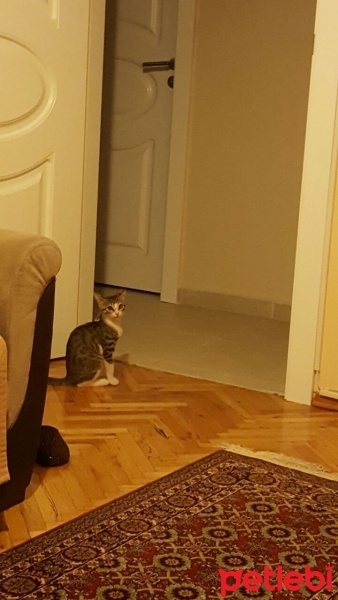 Tekir Kedi, Kedi  Ponçik  fotoğrafı