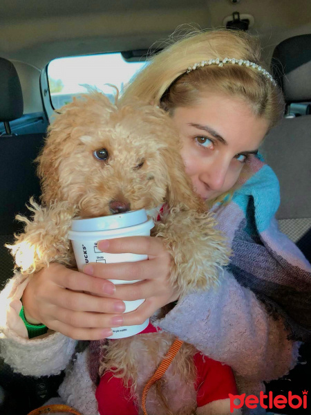 Poodle (Minyatür Kaniş), Köpek  Muffin fotoğrafı