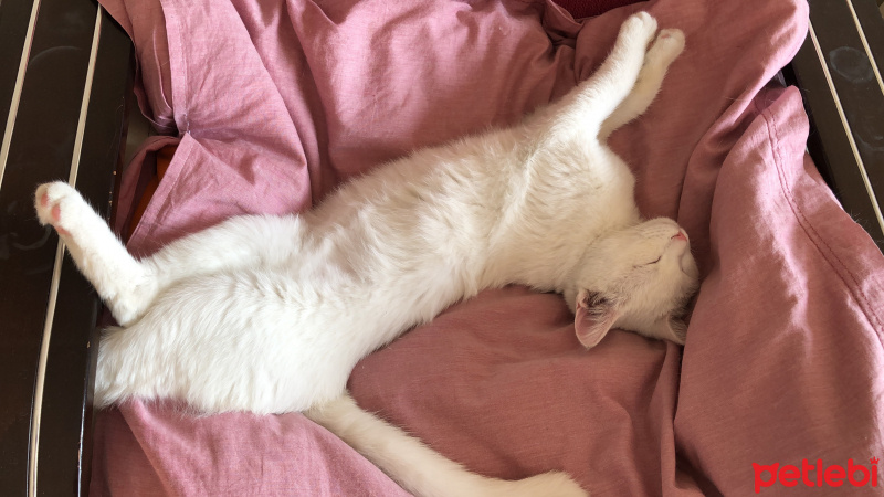 Van Kedisi, Kedi  Mavi fotoğrafı
