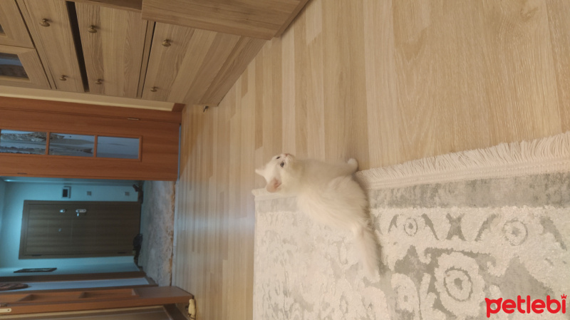 British Shorthair, Kedi  Rozi fotoğrafı