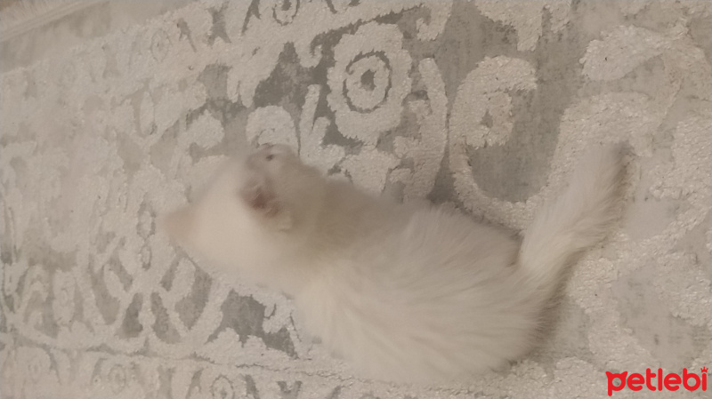 British Shorthair, Kedi  Rozi fotoğrafı