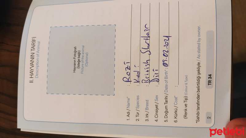 British Shorthair, Kedi  Rozi fotoğrafı