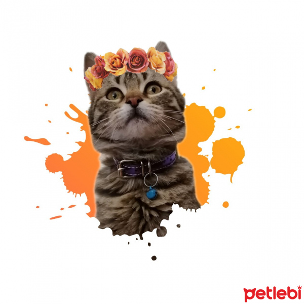 Tekir Kedi, Kedi  Luna fotoğrafı