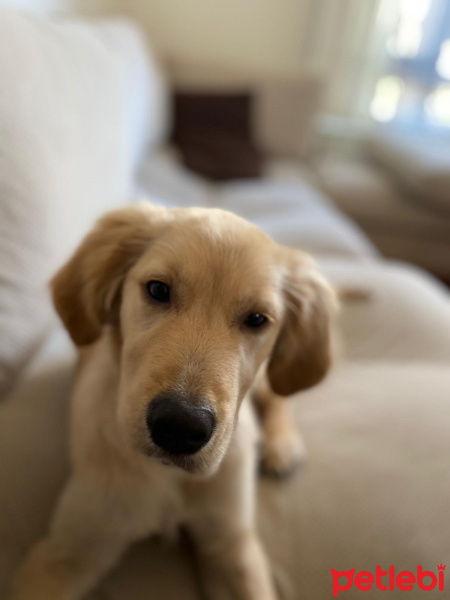 Golden Retriever, Köpek  Aphrodite fotoğrafı