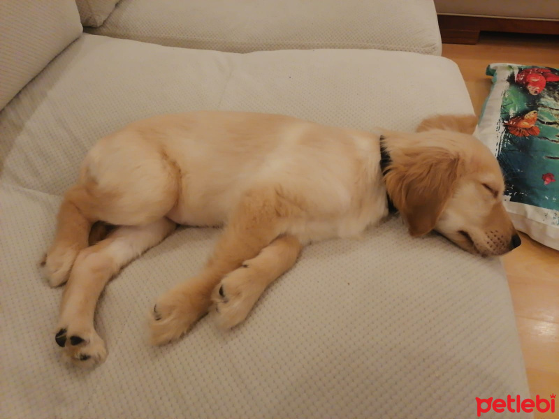 Golden Retriever, Köpek  Aphrodite fotoğrafı