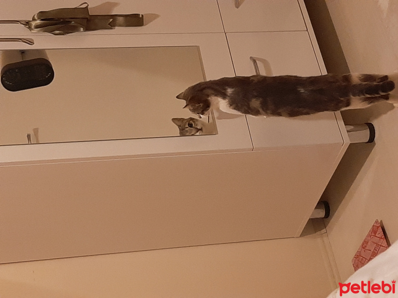 Tekir Kedi, Kedi  Şeker fotoğrafı