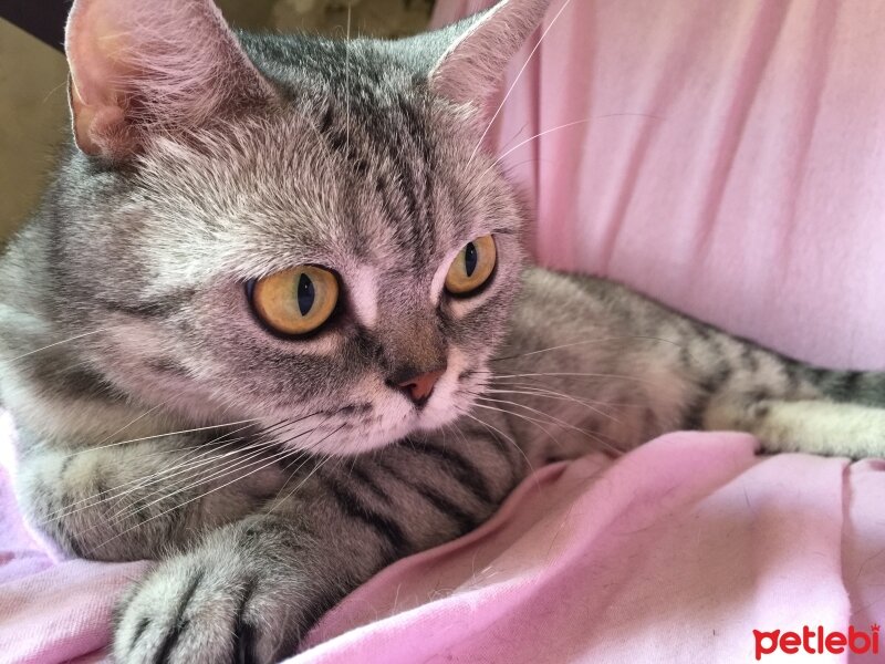 British Shorthair, Kedi  Bediş fotoğrafı