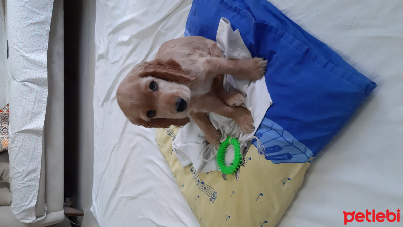 İngiliz Cocker Spaniel, Köpek  Coki fotoğrafı