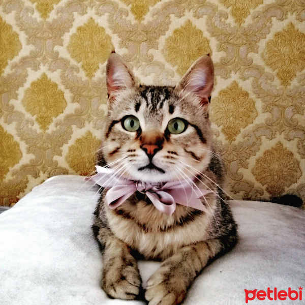 Bengal, Kedi  Zeytin Simba fotoğrafı