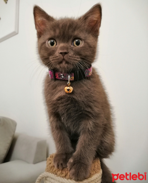 British Shorthair, Kedi  Tarçın fotoğrafı