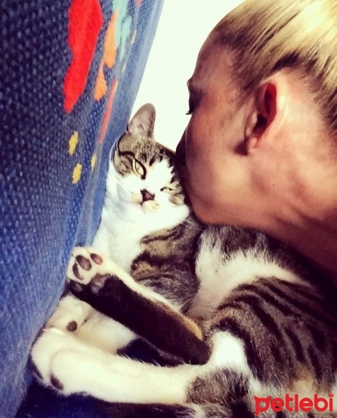 Tekir Kedi, Kedi  Toprak fotoğrafı