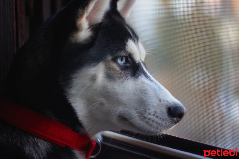 Sibirya Kurdu (Husky), Köpek  REİNA fotoğrafı