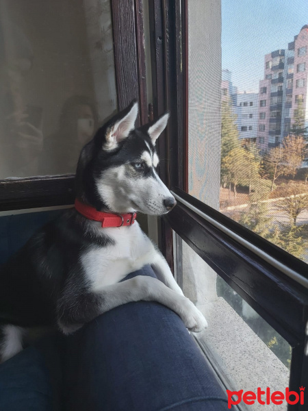 Sibirya Kurdu (Husky), Köpek  REİNA fotoğrafı
