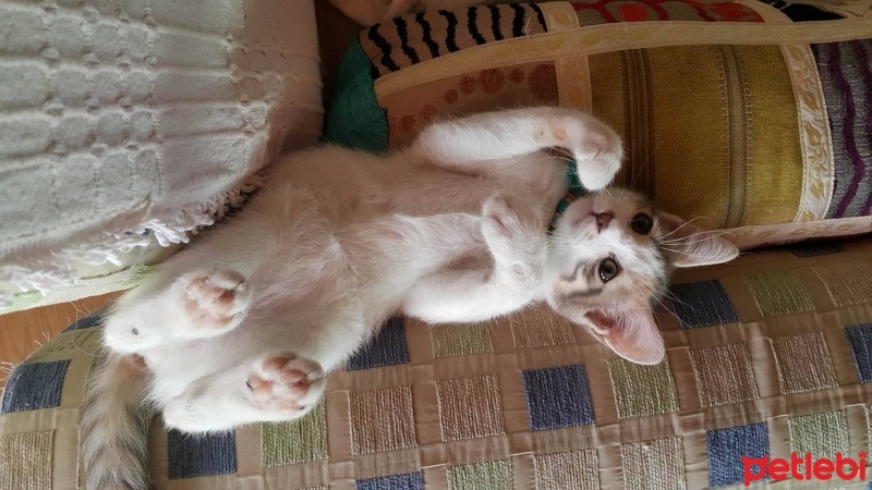 Tekir Kedi, Kedi  narin fotoğrafı