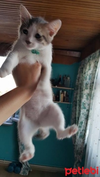 Tekir Kedi, Kedi  narin fotoğrafı