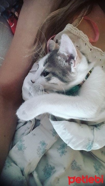 Tekir Kedi, Kedi  narin fotoğrafı