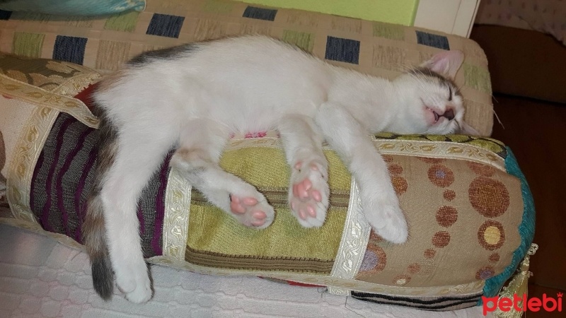 Tekir Kedi, Kedi  narin fotoğrafı