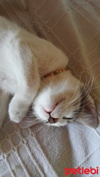 Tekir Kedi, Kedi  narin fotoğrafı