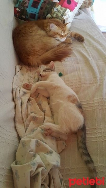 Tekir Kedi, Kedi  narin fotoğrafı