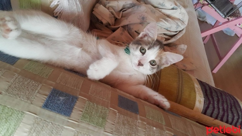 Tekir Kedi, Kedi  narin fotoğrafı