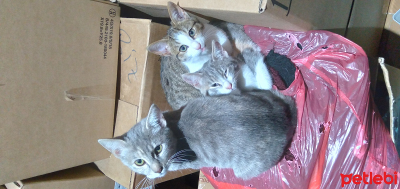 Tekir Kedi, Kedi  Pamuk-şapşik-ponçik fotoğrafı