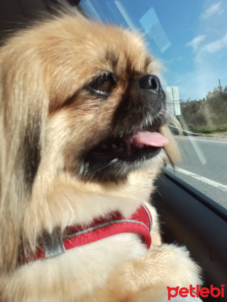 Pekingese, Köpek  Linda fotoğrafı
