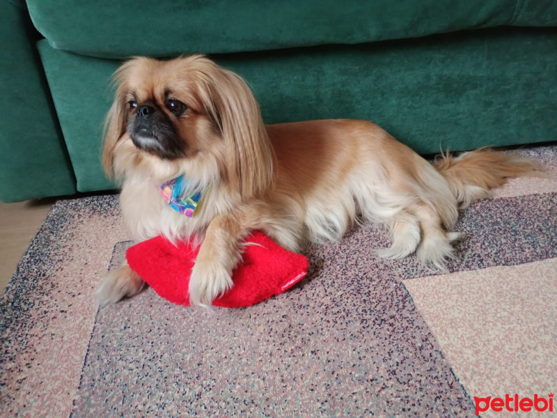 Pekingese, Köpek  Linda fotoğrafı