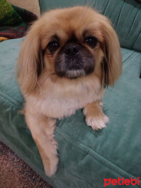 Pekingese, Köpek  Linda fotoğrafı