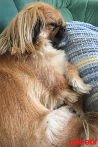 Pekingese, Köpek  Linda fotoğrafı