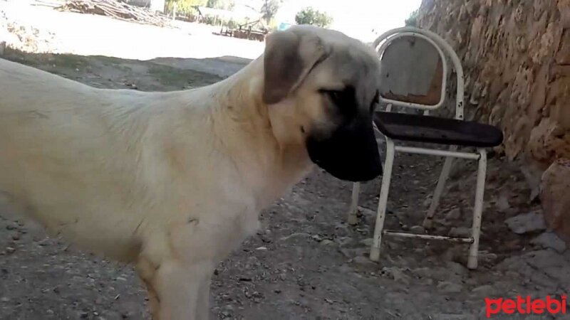 Kangal, Köpek  boncuk fotoğrafı