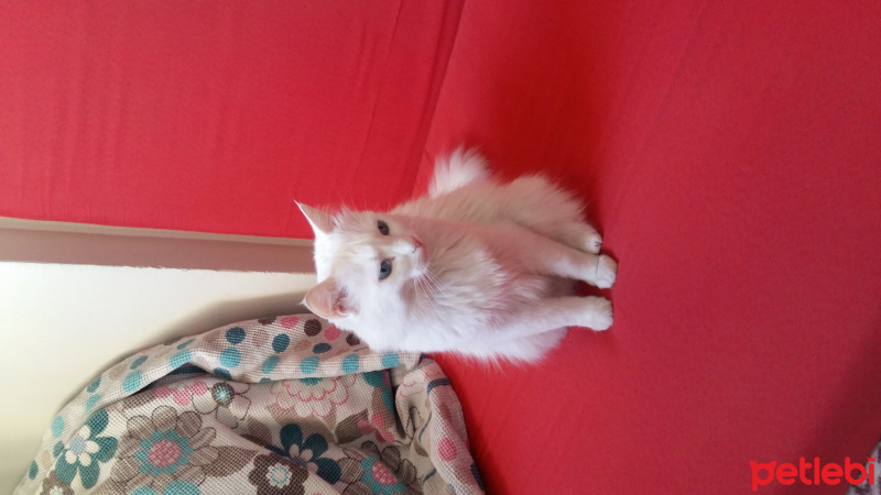 Ankara Kedisi, Kedi  Mia fotoğrafı