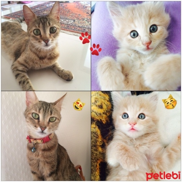 Tekir Kedi, Kedi  Zeyna fotoğrafı