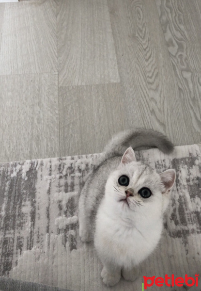 British Shorthair, Kedi  Gin fotoğrafı