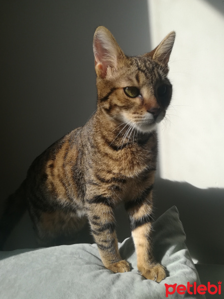 Tekir Kedi, Kedi  Mina fotoğrafı