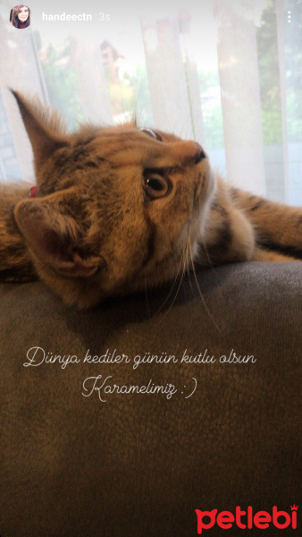 British Shorthair, Kedi  Karamel fotoğrafı