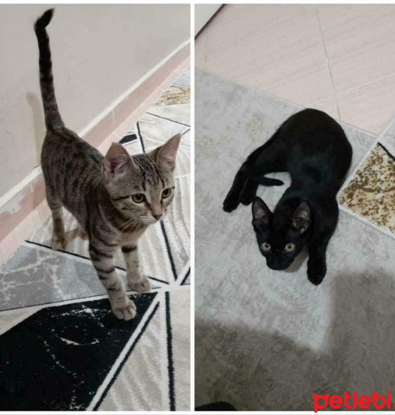 Tekir Kedi, Kedi  Sevimli yavrularımız yuvalarını arıyor fotoğrafı