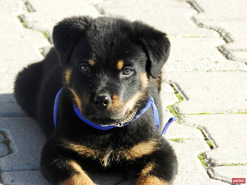 Rottweiler, Köpek  Reis fotoğrafı