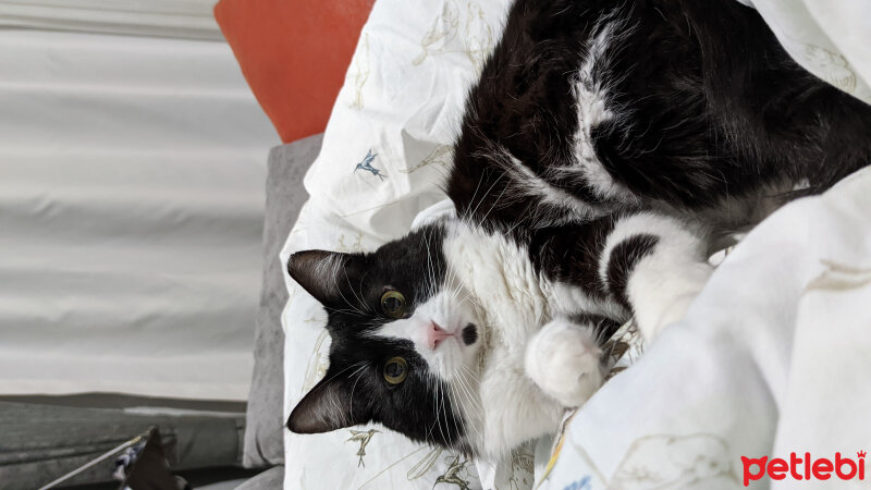 Tuxedo (Smokin) Kedi, Kedi  Cücük fotoğrafı