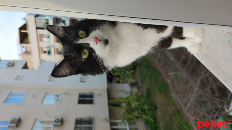 Tuxedo (Smokin) Kedi, Kedi  Cücük fotoğrafı