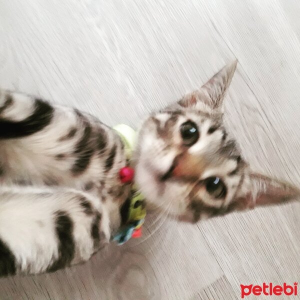 Tekir Kedi, Kedi  ceviz fotoğrafı