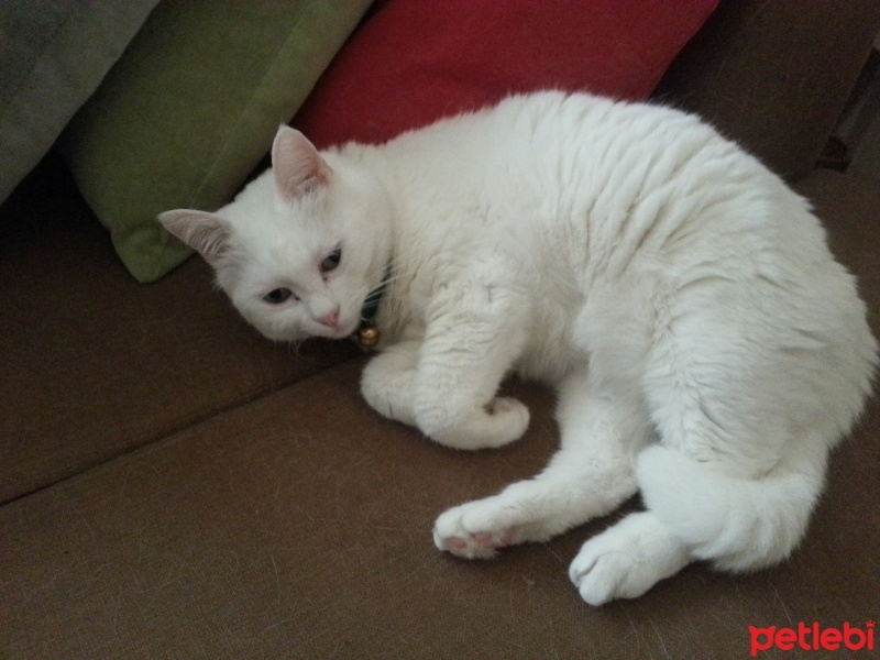 Ankara Kedisi, Kedi  Ipek fotoğrafı