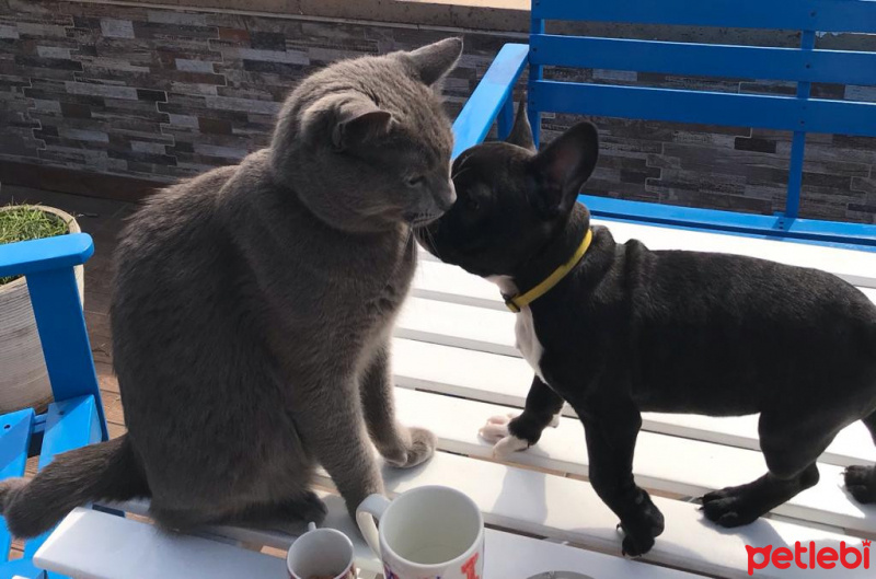 Mavi Rus, Kedi  KANJİ fotoğrafı