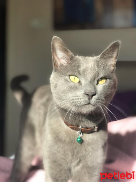 Mavi Rus, Kedi  KANJİ fotoğrafı