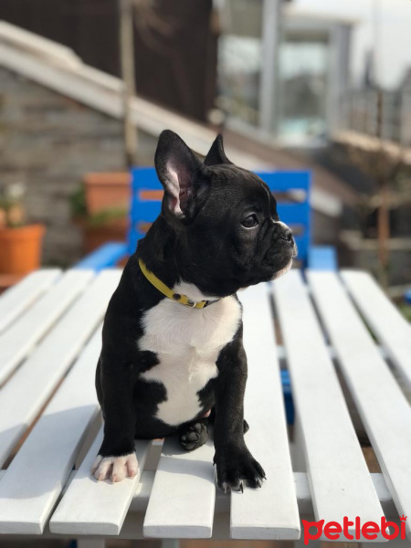 Fransız Bulldog, Köpek  TOKYO fotoğrafı