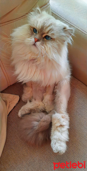 İran Kedisi (Persian), Kedi  Mia fotoğrafı