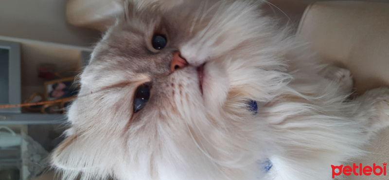 İran Kedisi (Persian), Kedi  Mia fotoğrafı