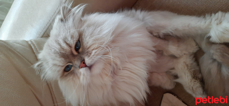 İran Kedisi (Persian), Kedi  Mia fotoğrafı