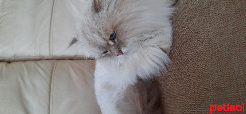 İran Kedisi (Persian), Kedi  Mia fotoğrafı