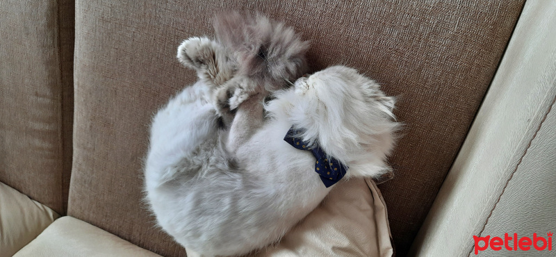 İran Kedisi (Persian), Kedi  Mia fotoğrafı